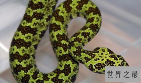 【图】世界上最贵的毒蛇，莽山烙铁头蛇(价值数百万