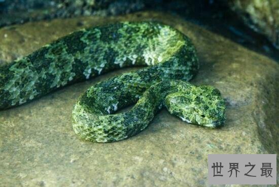 【图】世界上最贵的毒蛇，莽山烙铁头蛇(价值数百万