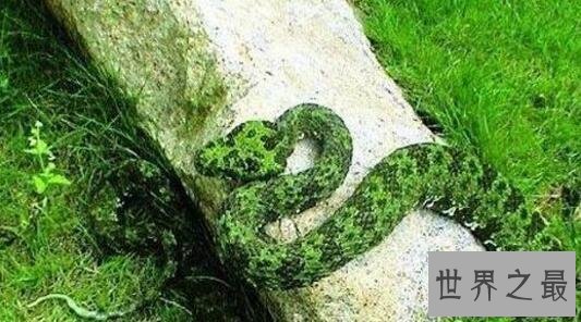 【图】世界上最贵的毒蛇，莽山烙铁头蛇(价值数百万