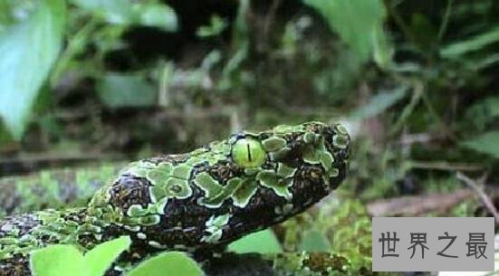 【图】世界上最贵的毒蛇，莽山烙铁头蛇(价值数百万