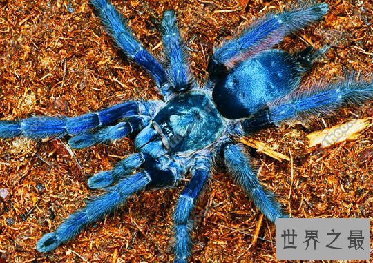 【图】世界上最大的蜘蛛，亚马逊伟人食鸟蛛(0.3米长