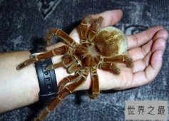 【图】世界上最大的蜘蛛，亚马逊巨人食鸟蛛(0.3米长