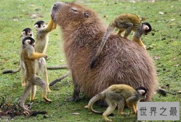 【图】世界上最大的犬科动物，北美灰狼长2米(北美惟一