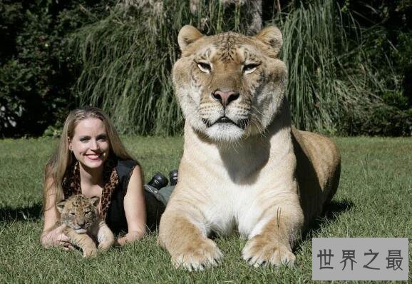 【图】世界上最大的犬科动物，北美灰狼长2米(北美惟一