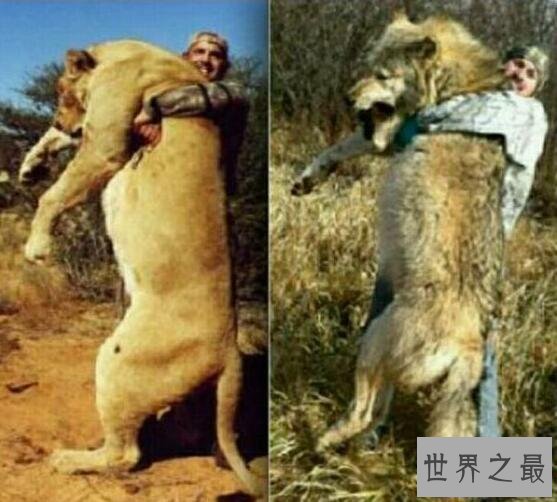 【图】世界上最大的犬科动物，北美灰狼长2米(北美惟一