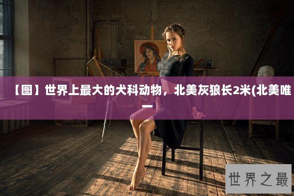 【图】世界上最大的犬科动物，北美灰狼长2米(北美唯一