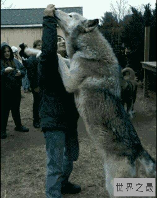 【图】世界上最大的犬科动物，北美灰狼长2米(北美惟一