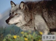 【图】世界上最大的犬科动物，北美灰狼长2米(北美唯一