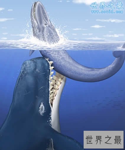 【图】史上最凶残的史前巨兽，龙王鲸vs巨齿鲨(谁更强