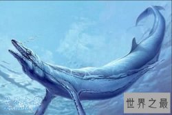 【图】史上最凶残的史前巨兽，龙王鲸vs巨齿鲨(谁更强