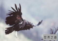 【图】世界上最大的飞禽，安第斯神鹫(展翅可达5米)