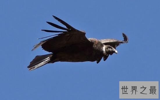 【图】世界上最大的走兽，安第斯神鹫(展翅可达5米)