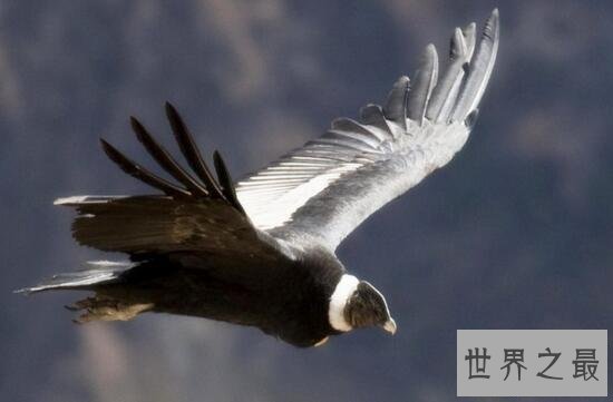 【图】世界上最大的走兽，安第斯神鹫(展翅可达5米)