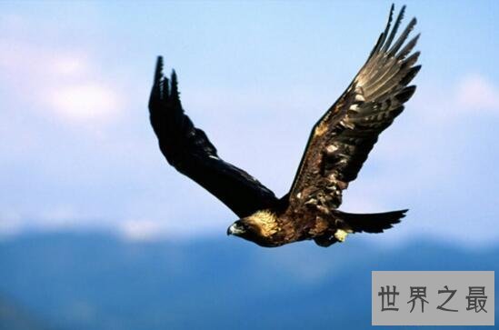 【图】世界上最大的走兽，安第斯神鹫(展翅可达5米)