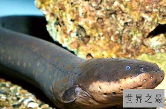 【图】世界上发电才能最强的动物，电鳗会使人瞬间昏