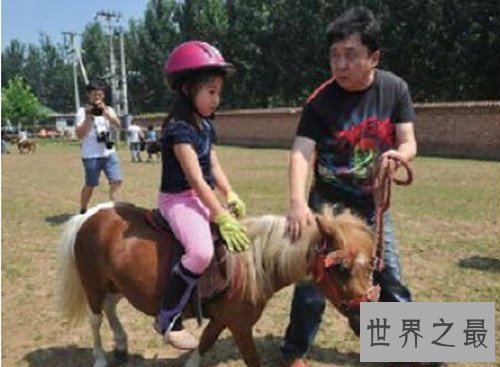 【图】世界上最矮的马，成年迷你马只要80cm