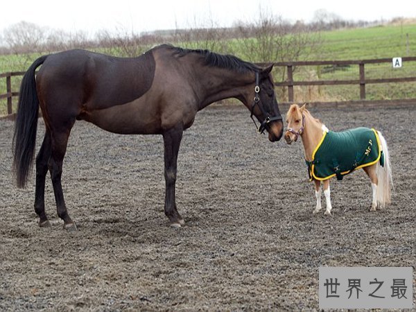 【图】世界上最矮的马，成年迷你马只要80cm