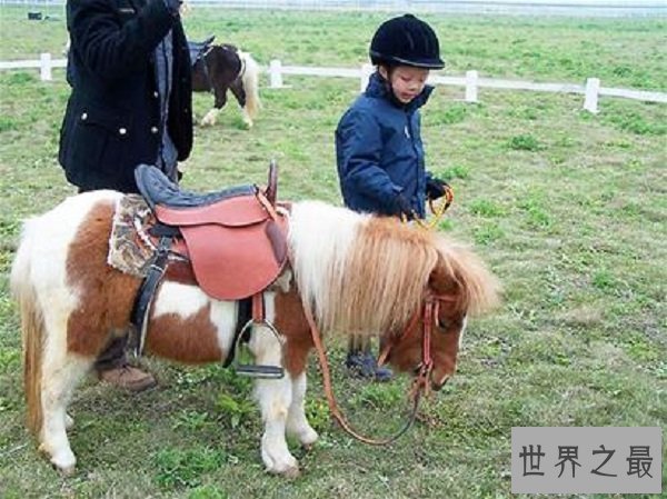 【图】世界上最矮的马，成年迷你马只要80cm