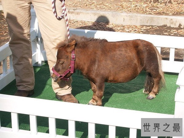 【图】世界上最矮的马，成年迷你马只要80cm