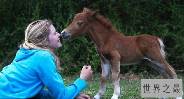 【图】世界上最矮的马，成年迷你马只要80cm