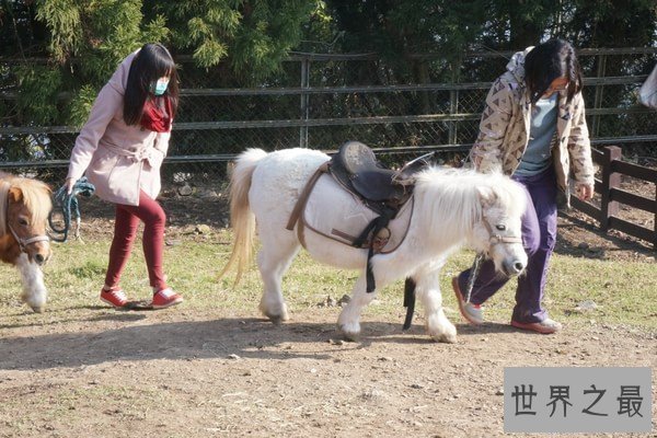 【图】世界上最矮的马，成年迷你马只要80cm