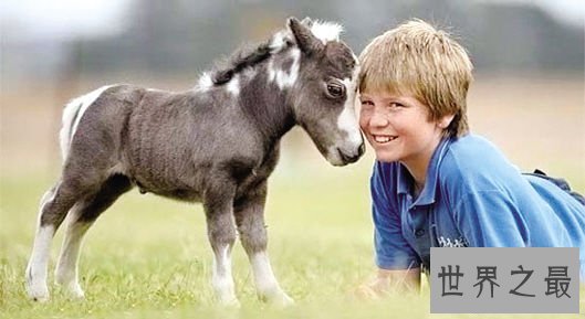 【图】世界上最矮的马，成年迷你马只要80cm