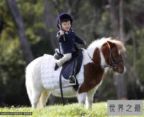 【图】世界上最矮的马，成年迷你马只要80cm