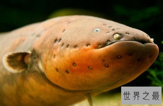 【图】世界上发电才能最强的动物，电鳗会使人瞬间昏