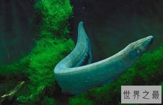 【图】世界上发电才能最强的动物，电鳗会使人瞬间昏