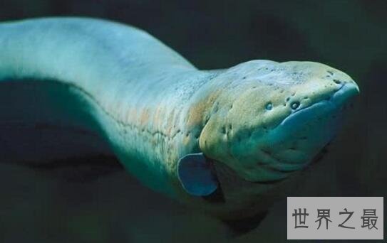 【图】世界上发电才能最强的动物，电鳗会使人瞬间昏