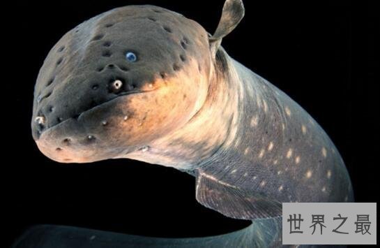 【图】世界上发电才能最强的动物，电鳗会使人瞬间昏