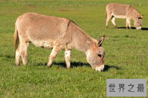 【图】世界上最矮的驴诞生，英国超级迷你驴只要60cm高