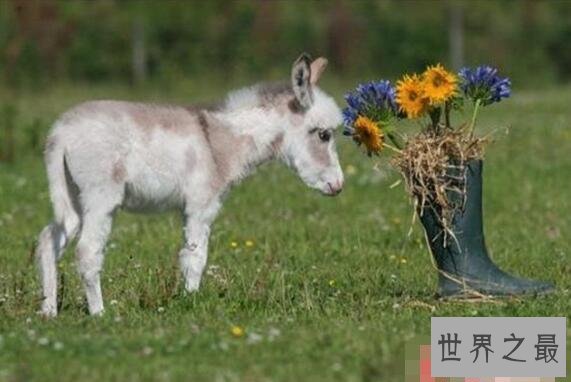 【图】世界上最矮的驴诞生，英国超级迷你驴只要60cm高