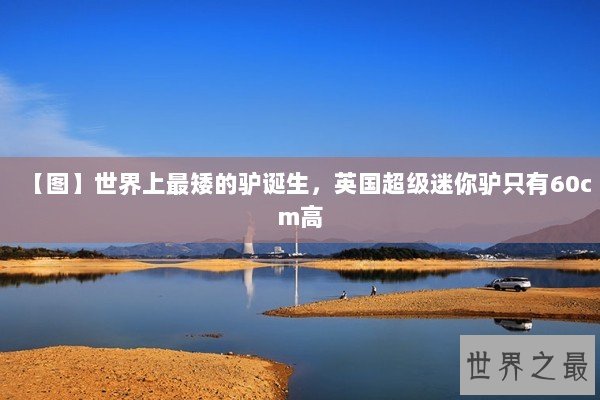 【图】世界上最矮的驴诞生，英国超级迷你驴只有60cm高