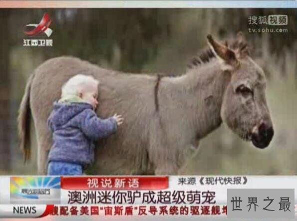【图】世界上最矮的驴诞生，英国超级迷你驴只要60cm高