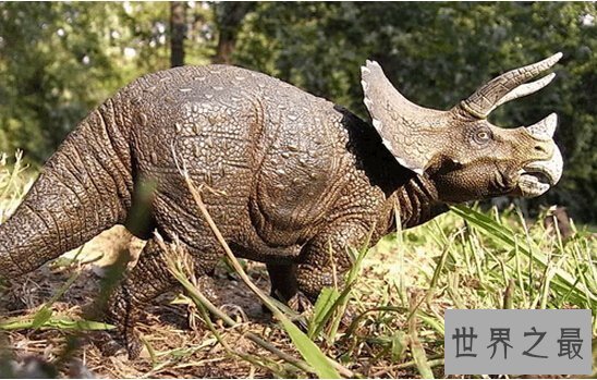 【图】地球最强的食草恐龙，三角龙(霸王龙也需退却三