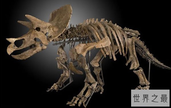 【图】地球最强的食草恐龙，三角龙(霸王龙也需退却三