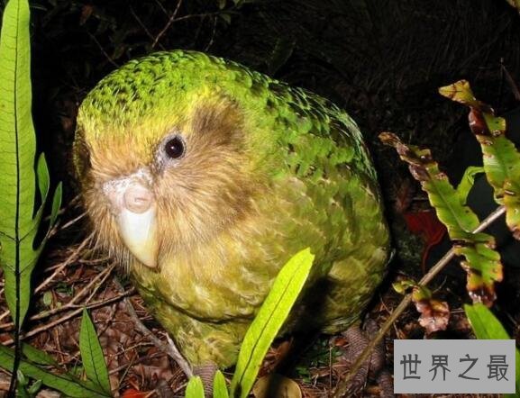 【图】世界上惟一不会飞的鹦鹉，鸮鹦鹉(寰球家养仅剩