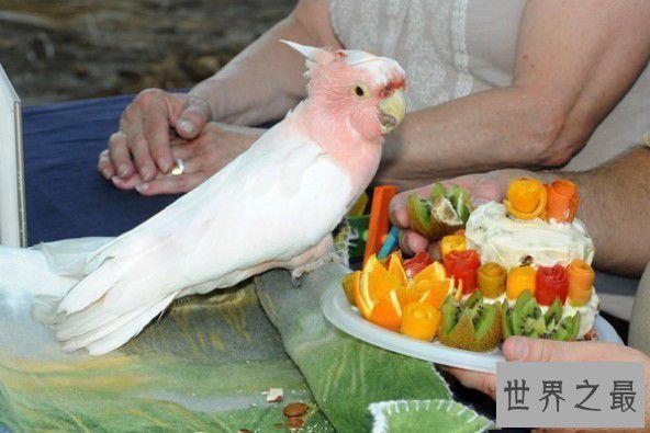 【图】世界上惟一不会飞的鹦鹉，鸮鹦鹉(寰球家养仅剩