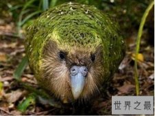 【图】世界上唯一不会飞的鹦鹉，鸮鹦鹉(全球野生仅剩