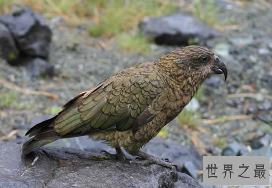 【图】世界上惟一不会飞的鹦鹉，鸮鹦鹉(寰球家养仅剩