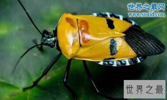 【图】世界上最风趣的十小孩儿面动物，这些动物要成精