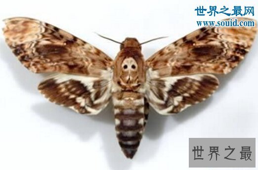 【图】世界上最风趣的十小孩儿面动物，这些动物要成精