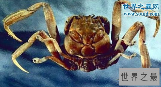 【图】世界上最风趣的十小孩儿面动物，这些动物要成精