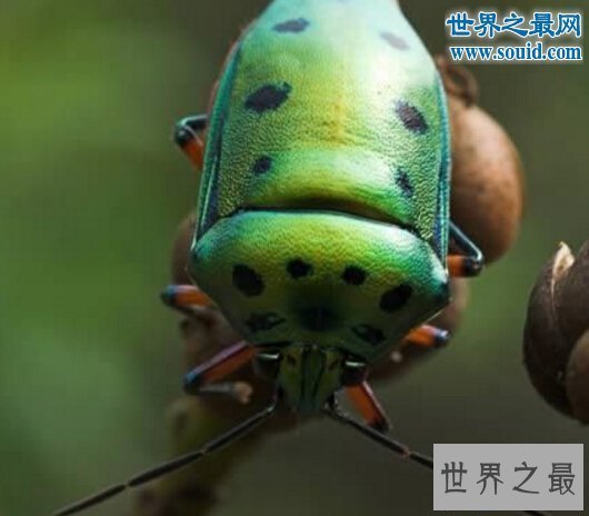 【图】世界上最风趣的十小孩儿面动物，这些动物要成精