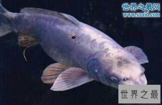 【图】世界上最风趣的十小孩儿面动物，这些动物要成精