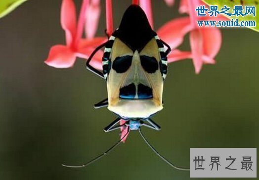 【图】世界上最风趣的十小孩儿面动物，这些动物要成精