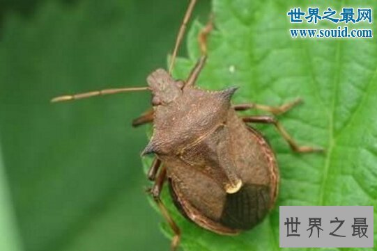 【图】世界上最风趣的十小孩儿面动物，这些动物要成精