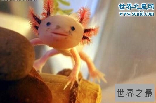 【图】世界上最风趣的十小孩儿面动物，这些动物要成精