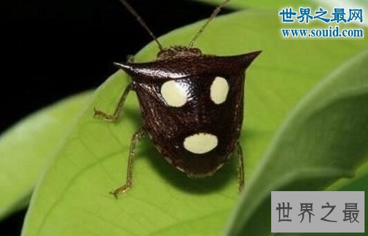 【图】世界上最风趣的十小孩儿面动物，这些动物要成精